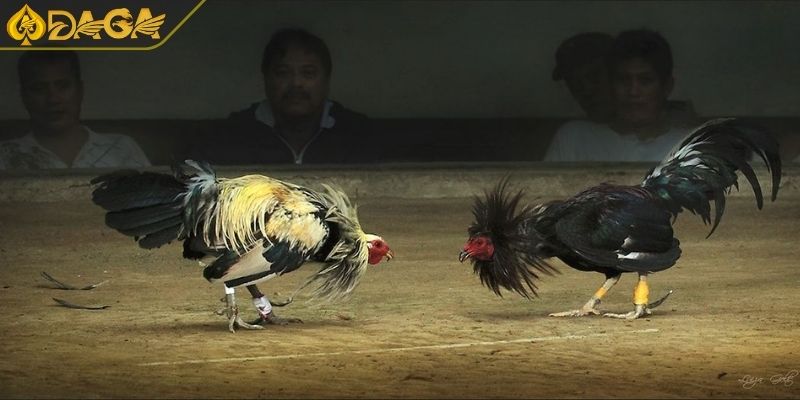 Đá Gà C1 Là Gì? Tại Sao Nên Tham Gia Đá Gà Tại DAGA 2 Đá gà cựa sắt