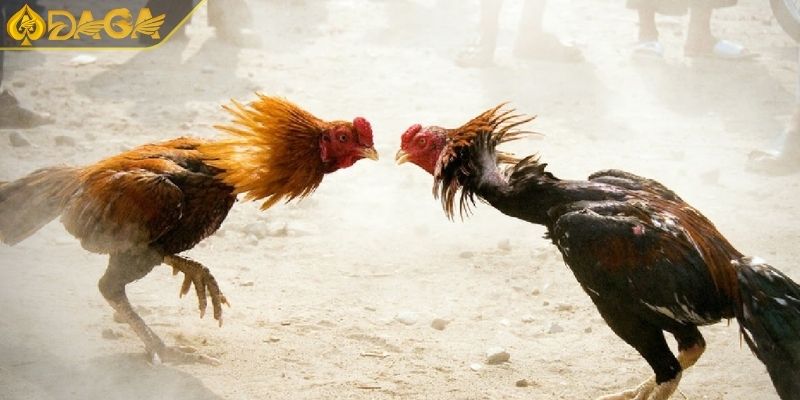 Đá Gà C1 Là Gì? Tại Sao Nên Tham Gia Đá Gà Tại DAGA 1 Đá gà C1 là gì?