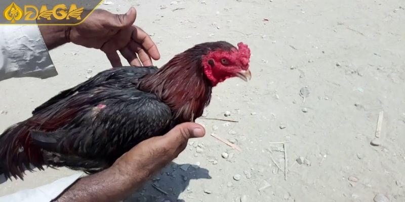 Luật Chơi Đá Gà Cựa Dao Và Kinh Nghiệm Đặt Cược Hiệu Quả 2 Kiểm tra gà khi bắt đầu