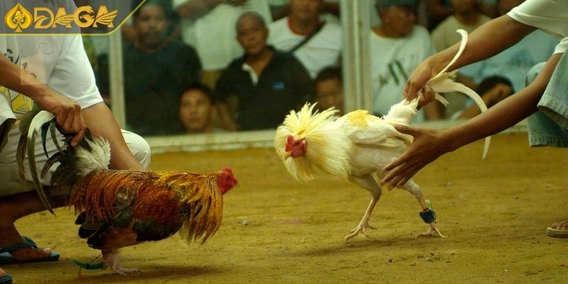 Luật Chơi Đá Gà Cựa Dao Và Kinh Nghiệm Đặt Cược Hiệu Quả 1 Đá gà cựa dao là gì?