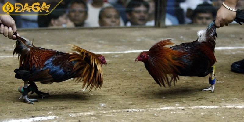 Đá Gà Cựa Sắt Là Gì? Quy Tắc Cơ Bản Và Ưu Điểm Hấp Dẫn 1 Đá gà cựa sắt là gì?