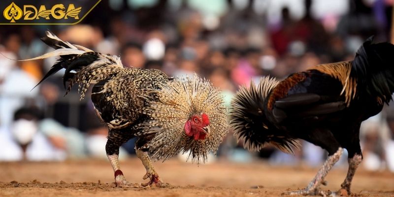 Đá Gà Cựa Sắt Là Gì? Quy Tắc Cơ Bản Và Ưu Điểm Hấp Dẫn 3 Đánh giá kết quả trận đấu