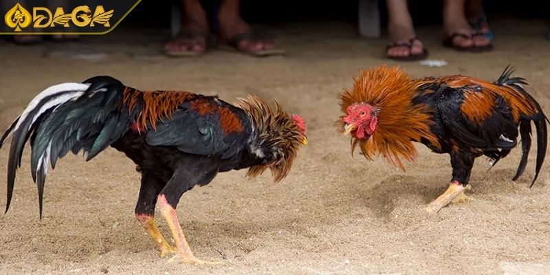 Thuật Ngữ Đá Gà Cơ Bản Cần Nhớ Và Cách Sử Dụng Khi Đặt Cược 4 Duy trì tâm lý tỉnh táo