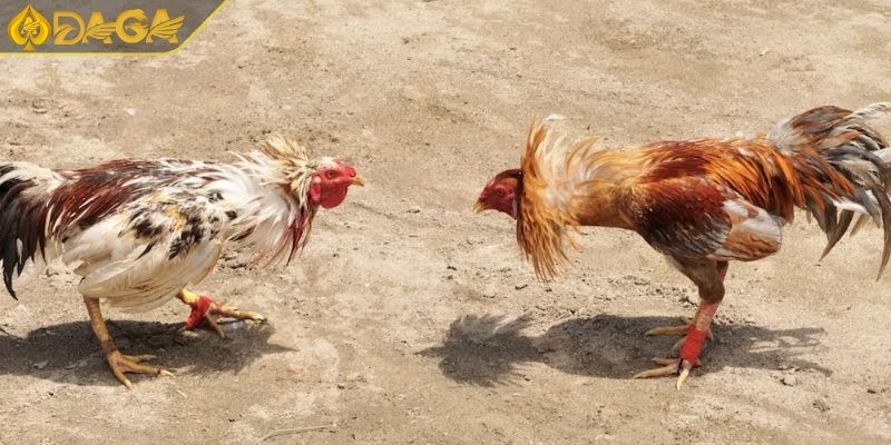 Đá Gà C1 Là Gì? Tại Sao Nên Tham Gia Đá Gà Tại DAGA 4 Kinh nghiệm tham gia đá gà C1