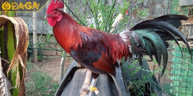 Luật Chơi Đá Gà Cựa Dao Và Kinh Nghiệm Đặt Cược Hiệu Quả 4 Những giống gà phù hợp nhất khi tham gia đá gà cựa dao