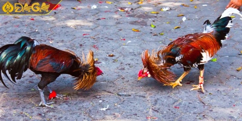 Đá Gà Cựa Sắt Là Gì? Quy Tắc Cơ Bản Và Ưu Điểm Hấp Dẫn 2 Quy tắc trong đá gà cựa sắt