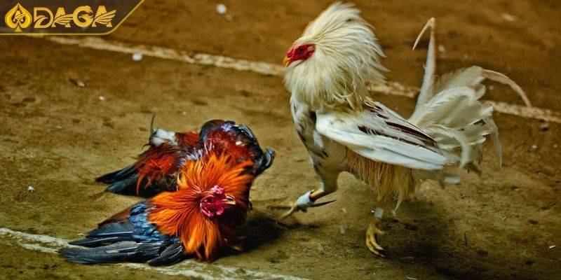 Đá Gà Cựa Sắt Là Gì? Quy Tắc Cơ Bản Và Ưu Điểm Hấp Dẫn 4 Thời gian thi đấu ngắn