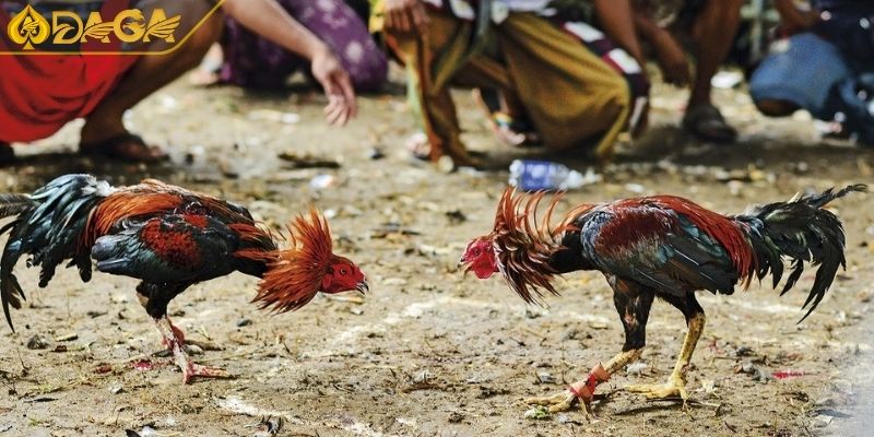 Thuật Ngữ Đá Gà Cơ Bản Cần Nhớ Và Cách Sử Dụng Khi Đặt Cược 3 Thuật ngữ liên quan đến quá trình thi đấu