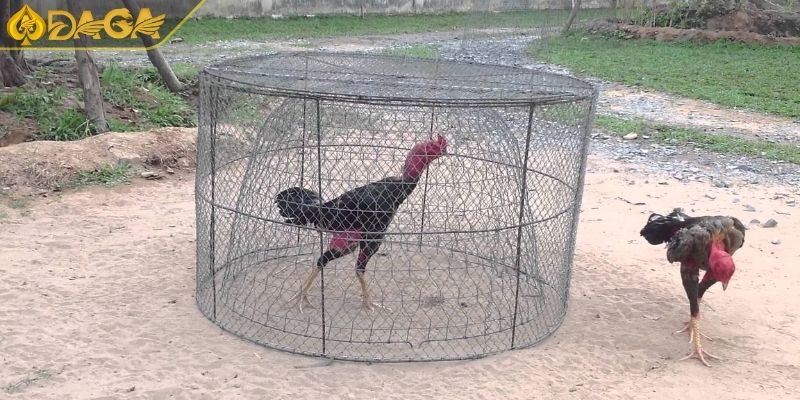 Thuật Ngữ Đá Gà Cơ Bản Cần Nhớ Và Cách Sử Dụng Khi Đặt Cược 2 Thuật ngữ đến dụng cụ chăm sóc