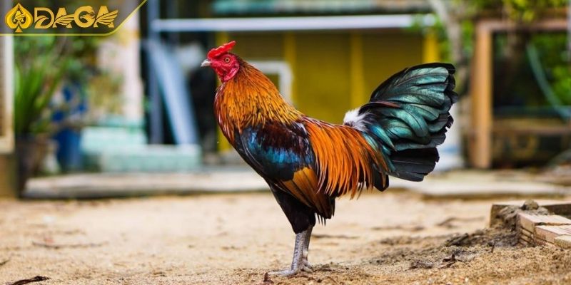 Thuật Ngữ Đá Gà Cơ Bản Cần Nhớ Và Cách Sử Dụng Khi Đặt Cược 1 Thuật ngữ trong huấn luyện