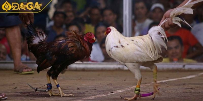 Luật Chơi Đá Gà Cựa Dao Và Kinh Nghiệm Đặt Cược Hiệu Quả 3 Vị trí đứng của nài trong đá gà cựa dao